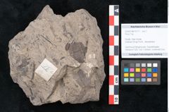 Foto (Objekt + Etikett) von Ficus sp. ? (NHMW-GEO-2024-0188-10171)